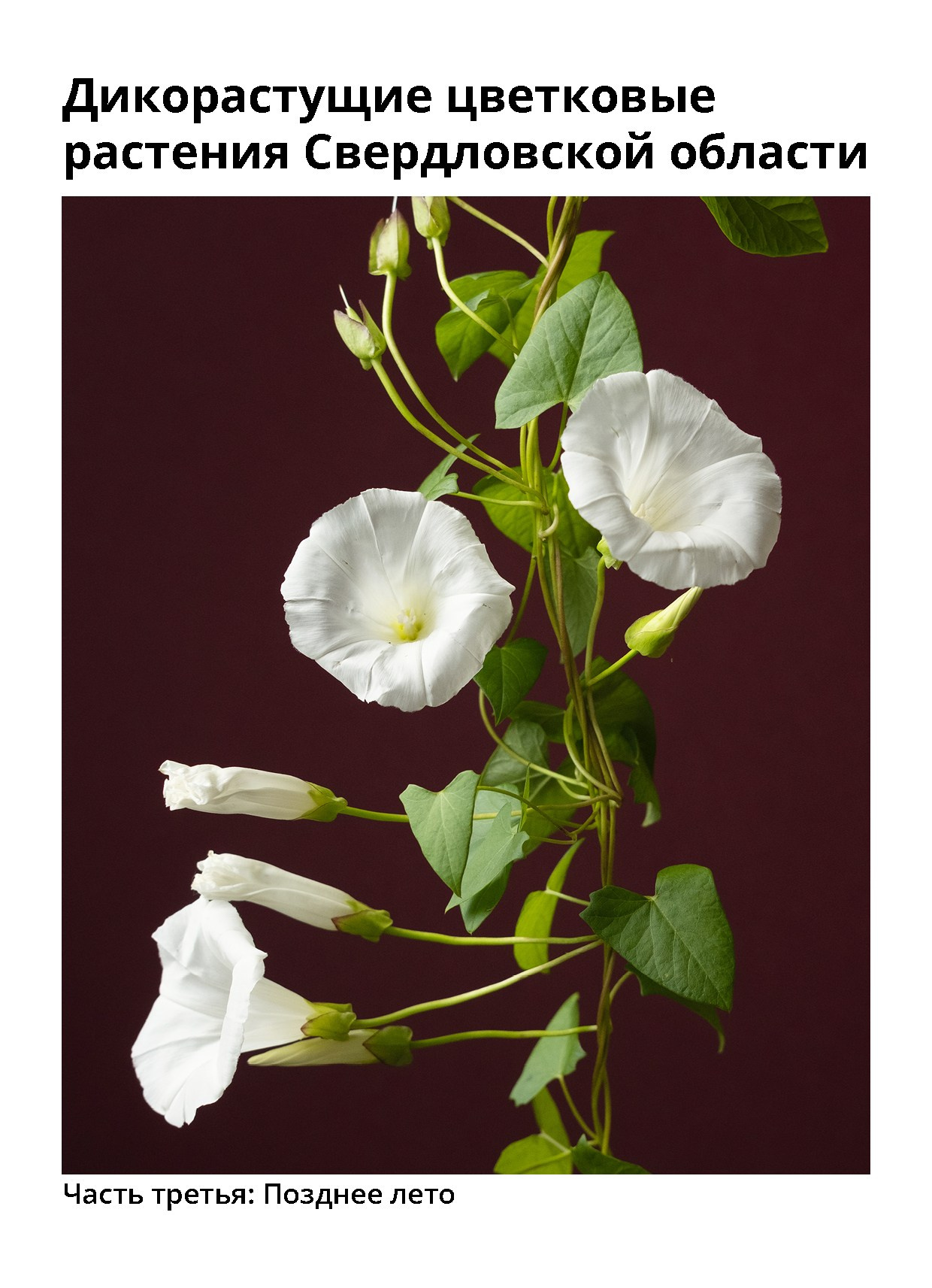 Открытки. Natalia Longi