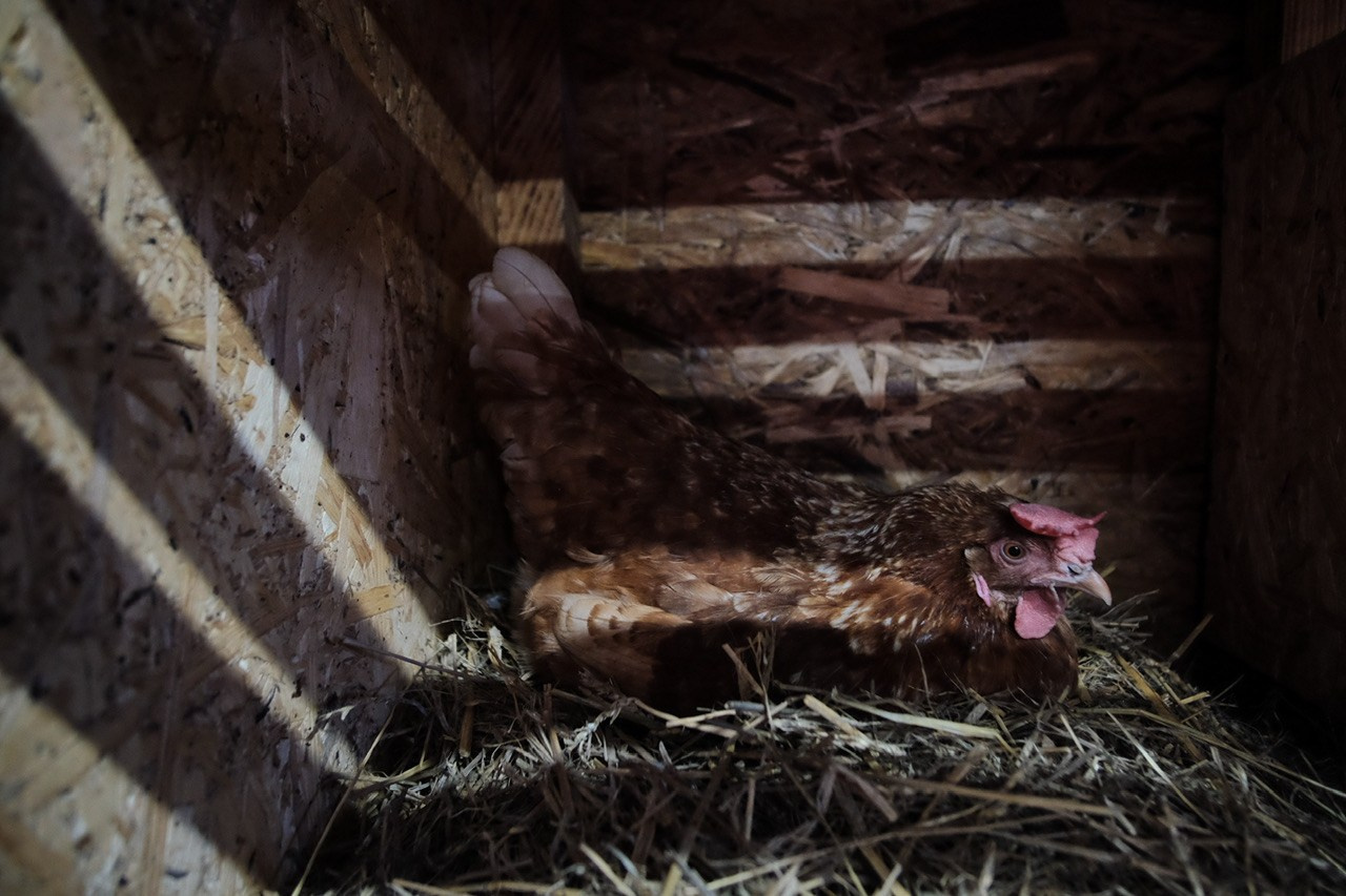 Последнее утро. Фотограф Евгений Андреев