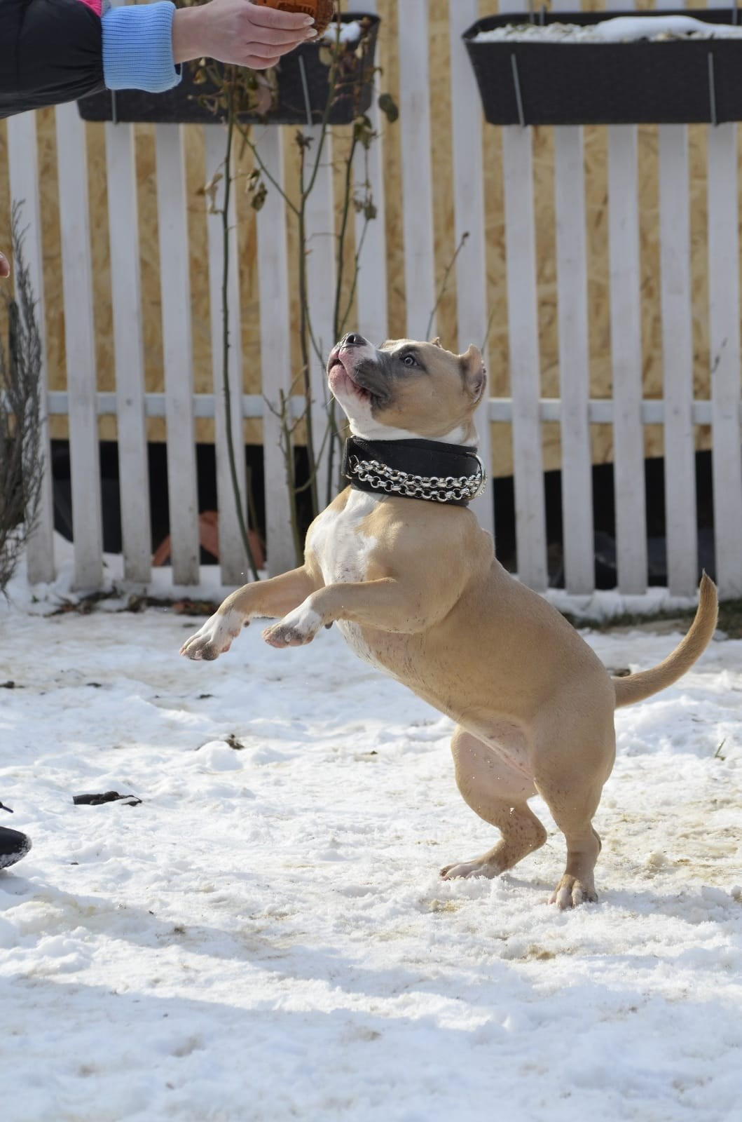 Челси. ПИТОМНИК СОБАК ПОРОДЫ АМЕРИКАНСКИЙ БУЛЛИ