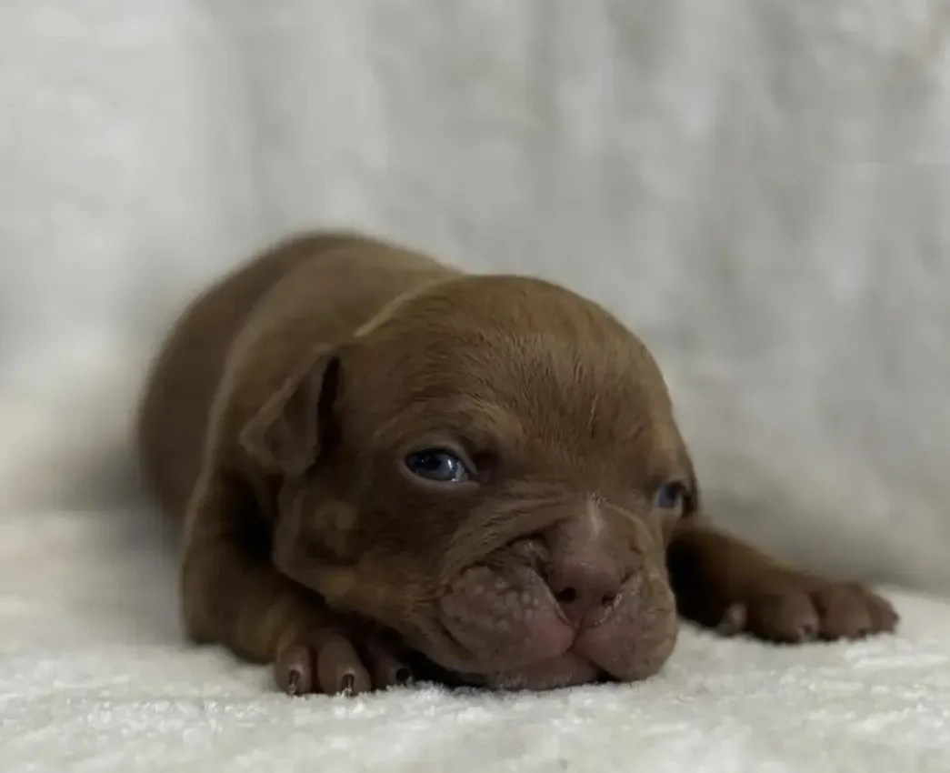 Щенки Американский булли. ПИТОМНИК СОБАК ПОРОДЫ АМЕРИКАНСКИЙ БУЛЛИ