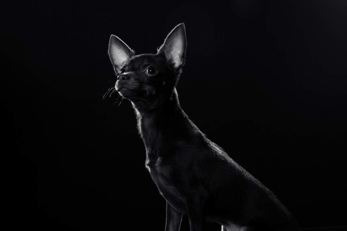 Разное. BWstudio — фотостудия черно-белой фотографии Алматы. Фотограф Алматы. Фотостудия Алматы