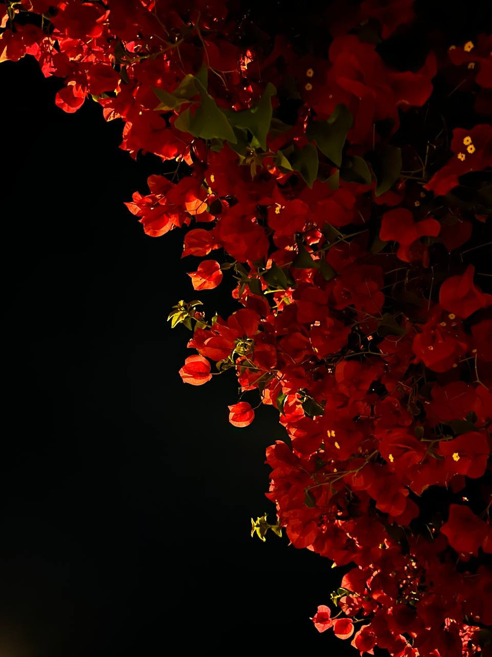 Курс по мобильной фотографии «ФОТОЛОВИСТА»