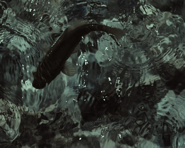 TARKOVSKIY IN THE MIRROR OF SAMARIN (2026). ALEXEI RODIONOV