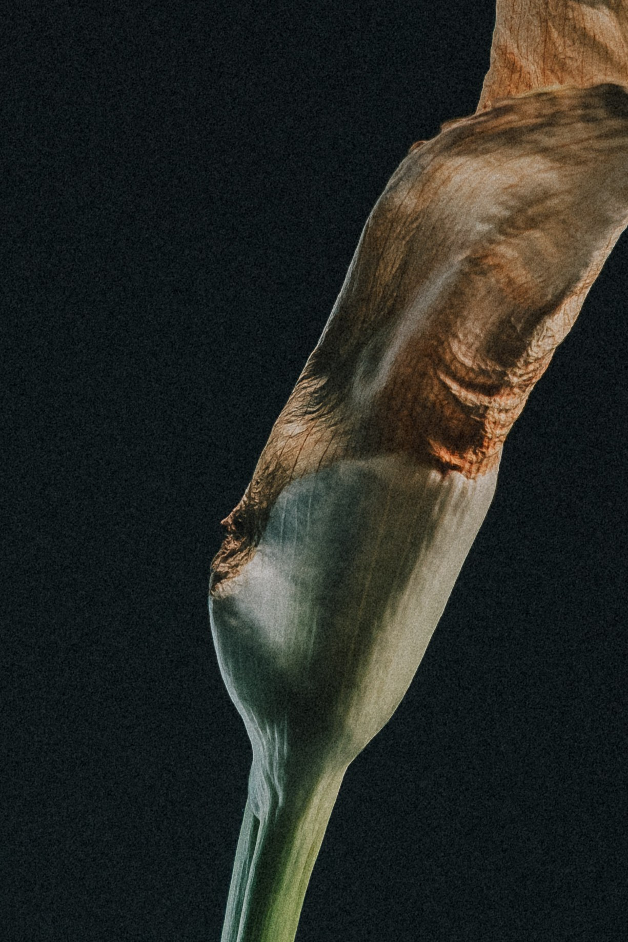 Flower. Фотограф в Москве и МО Князева Алина