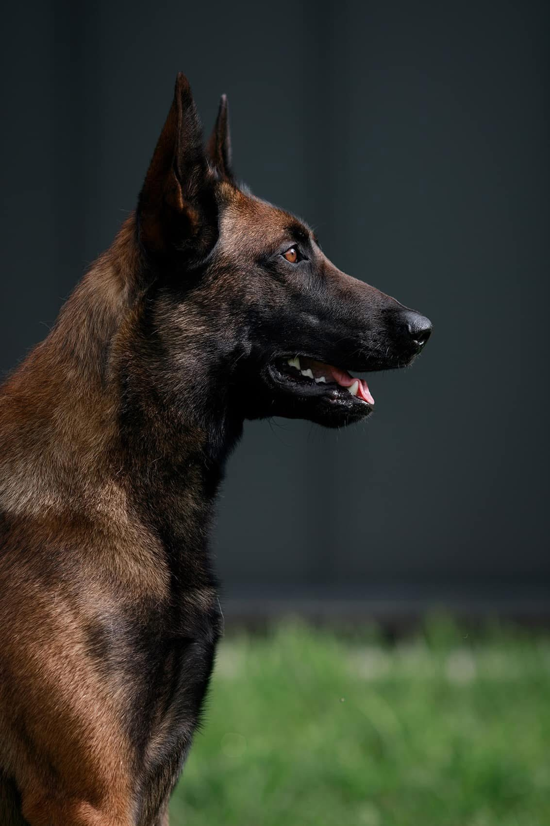 Малинуа в лицах. Фотограф-анималист Mary Mart — Москва, Питер