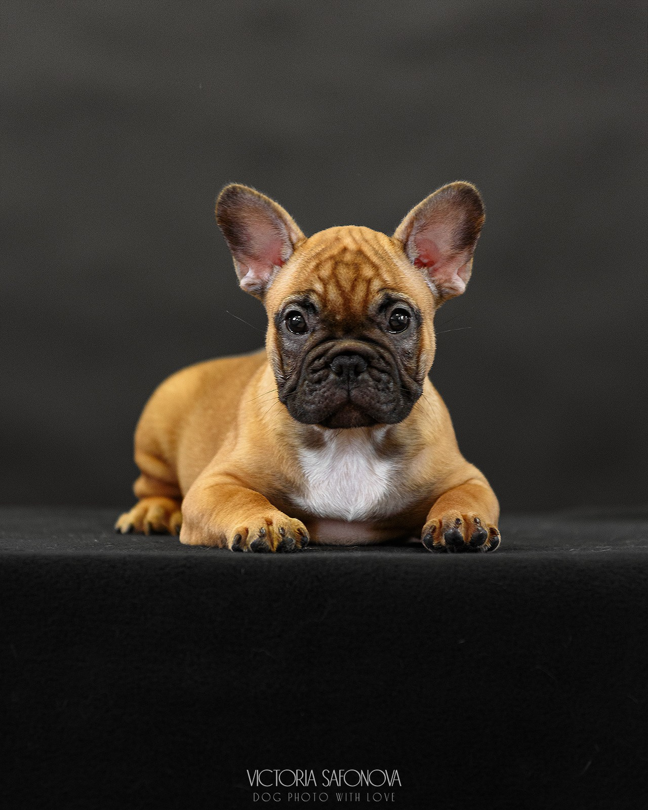 Французский бульдог 11.06.2023. Фотограф анималист Благовещенск. Сафонова Виктория