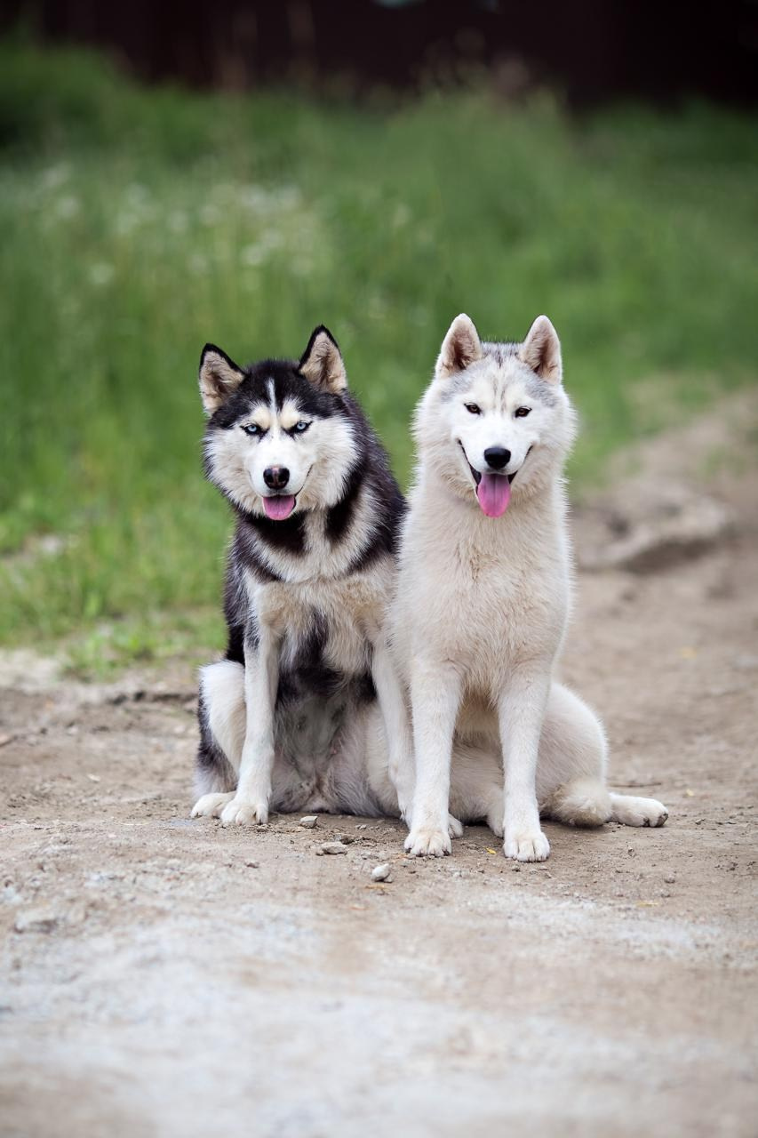Фотограф-анималист. Семейный фотограф в Екатеринбурге