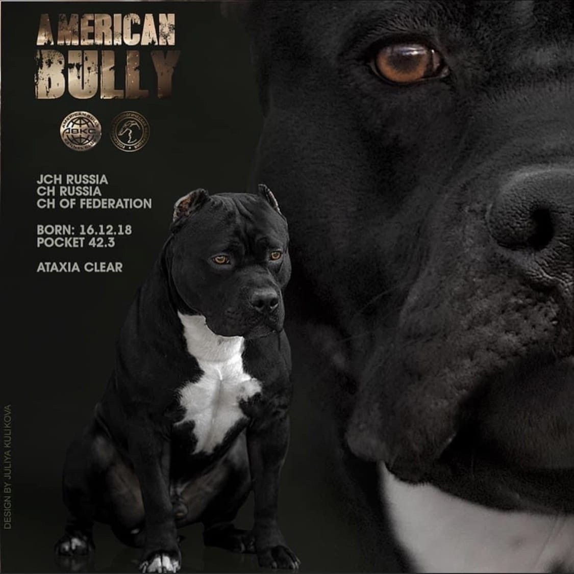 Презентация булли в черном окрасе