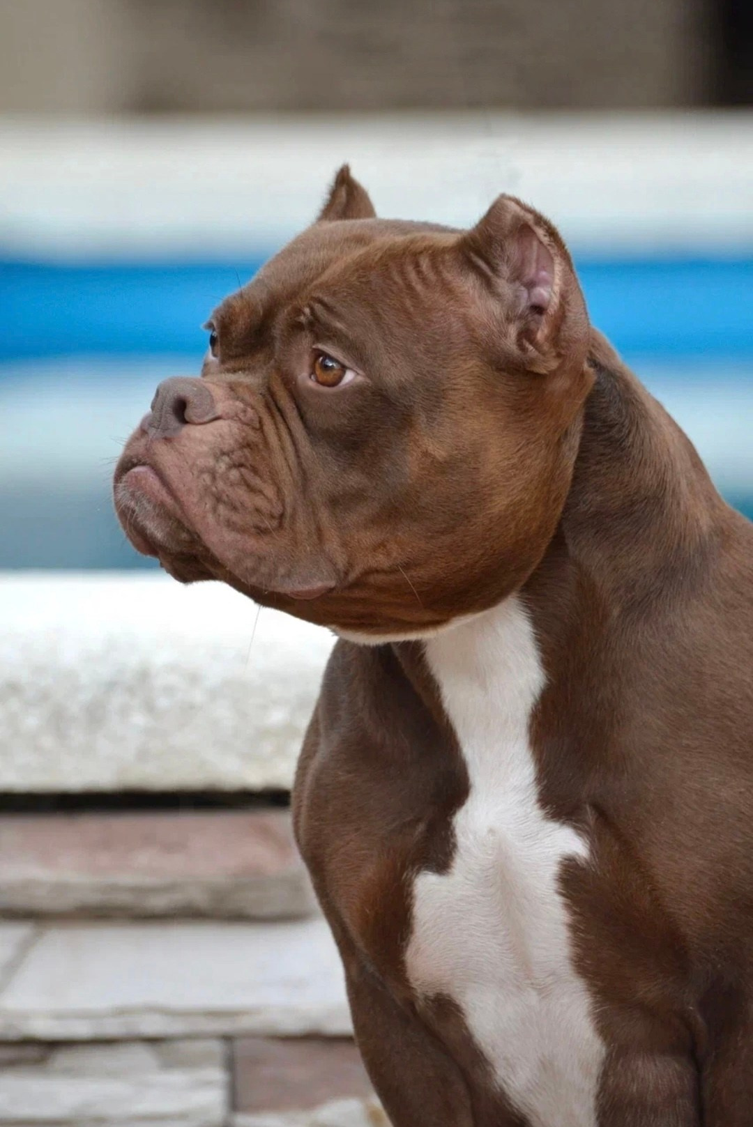 Высокопородные представители Американского Булли из питомника в типе стандарт 