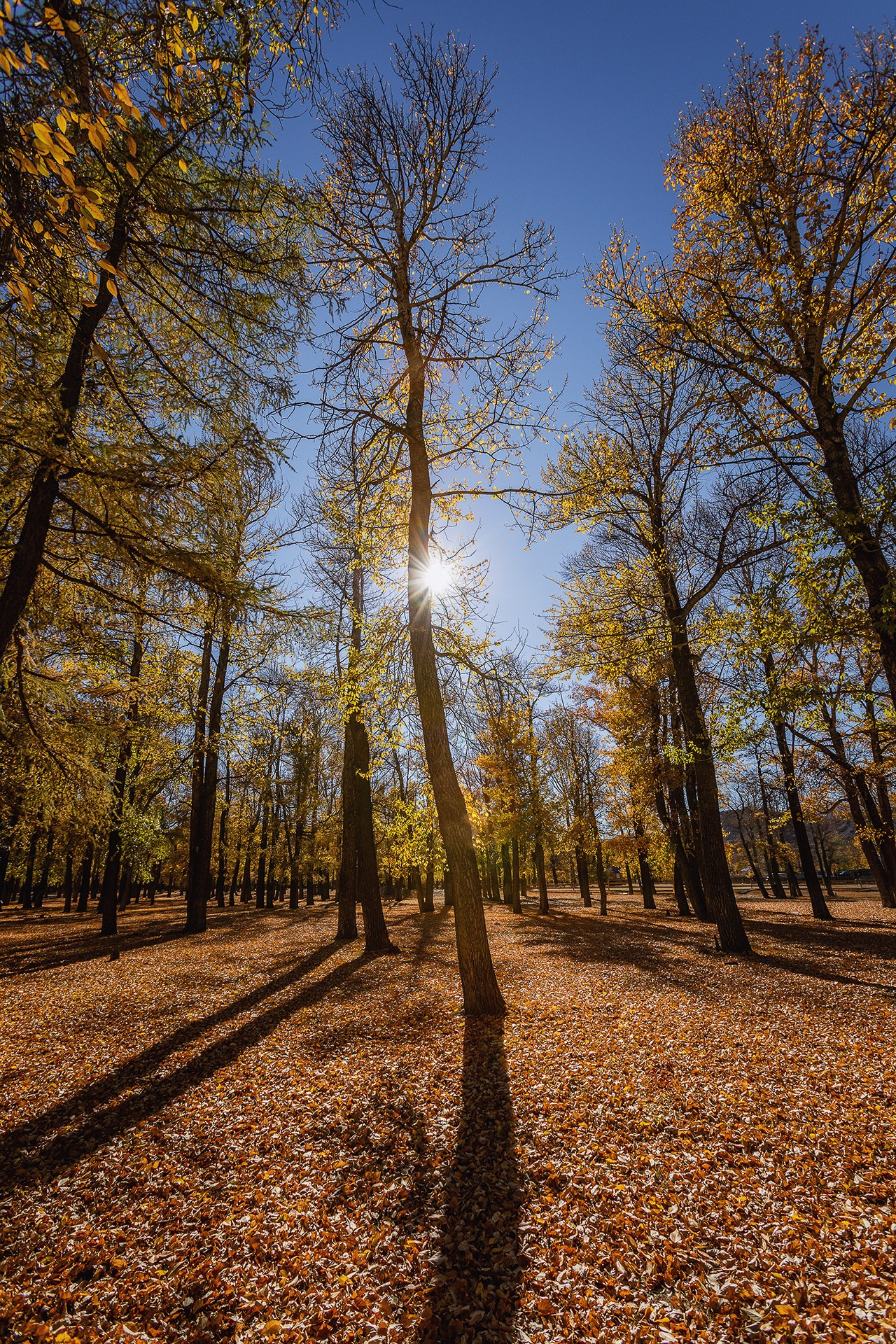 Осенний Алтай 2026 | Фотограф Дмитрий Купрацевич. Дмитрий Купрацевич профессиональный пейзажный и travel-фотограф