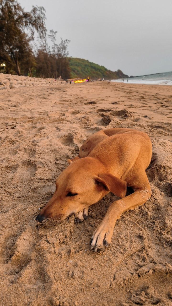 Индия. Живые снимки! Фотограф Даша Бендер