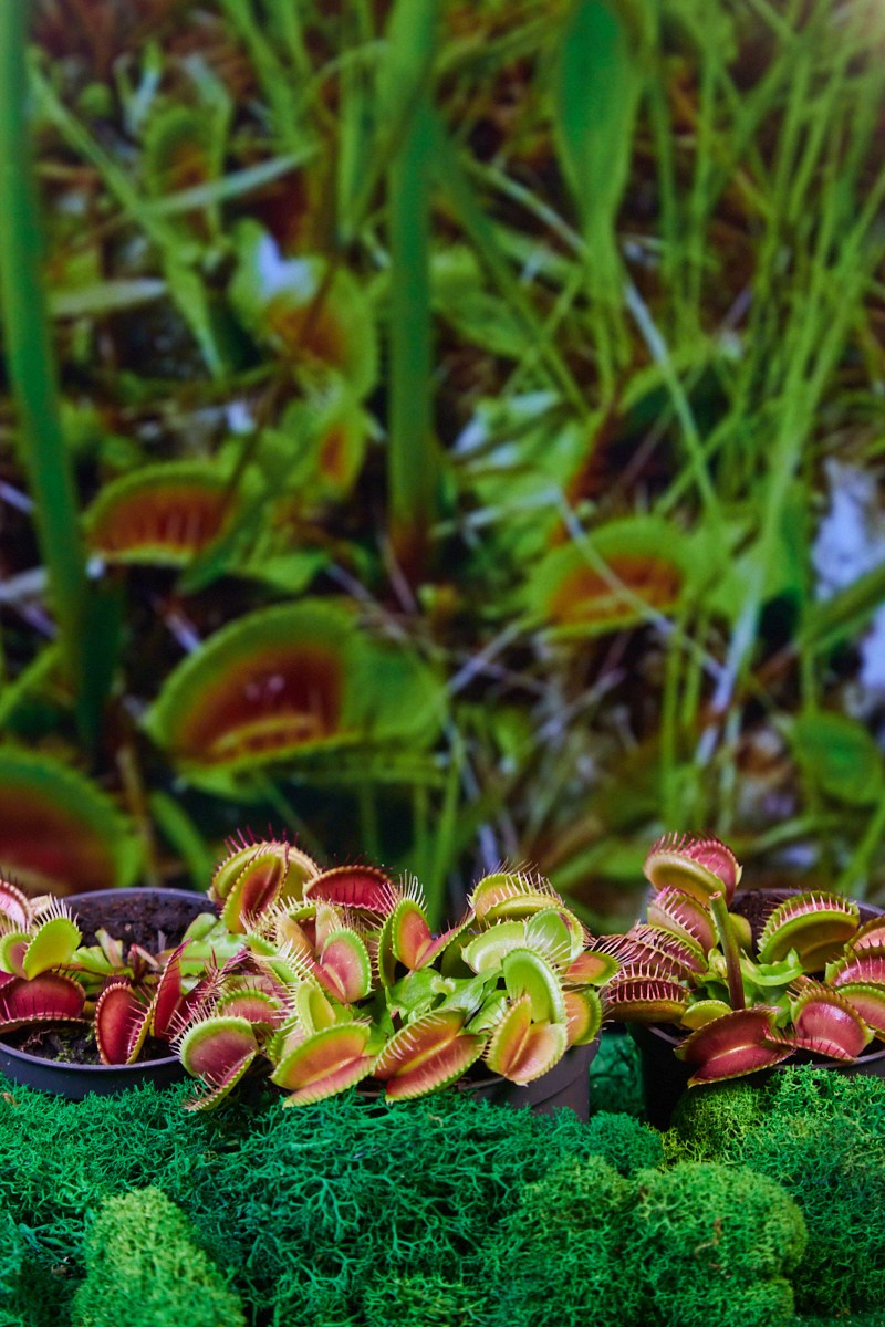 Съёмка животных — крупный план венерина мухоловка