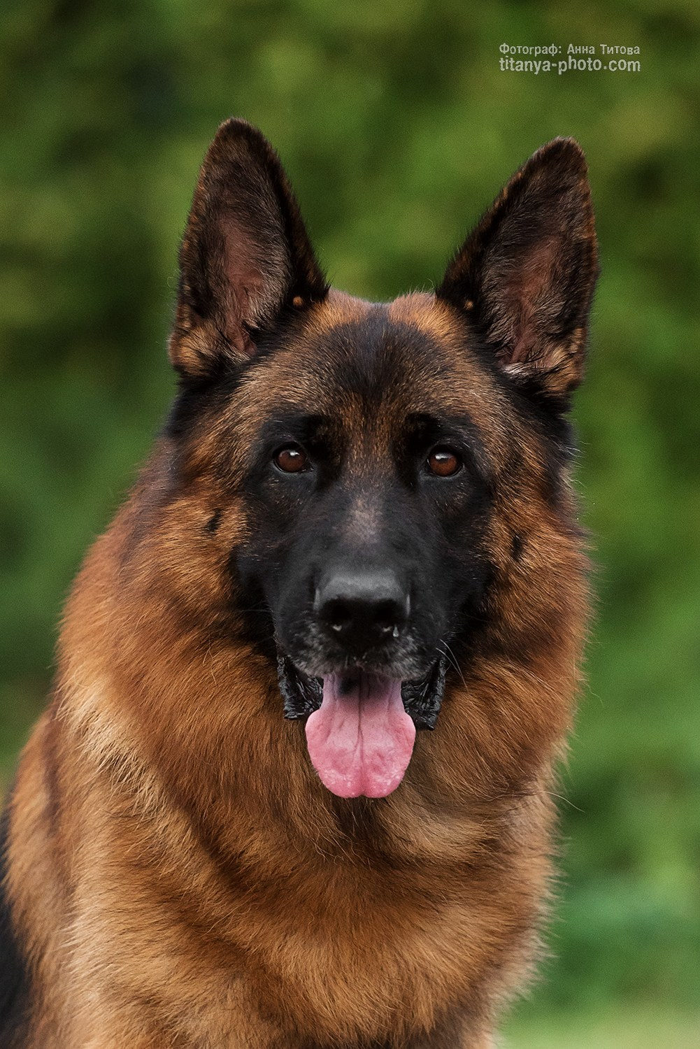Фото немецких овчарок. Фотограф собак, фотограф-анималист Аня Титова (Titanya). Москва