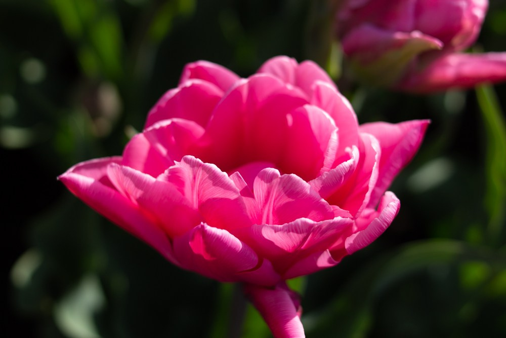 Кавказ. Детский и семейный фотограф в Екатеринбурге Екатерина Гильманова