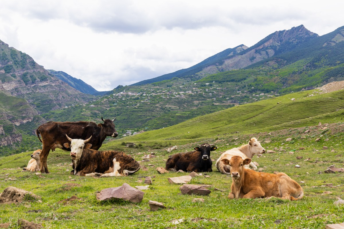 Животные. Photomantis