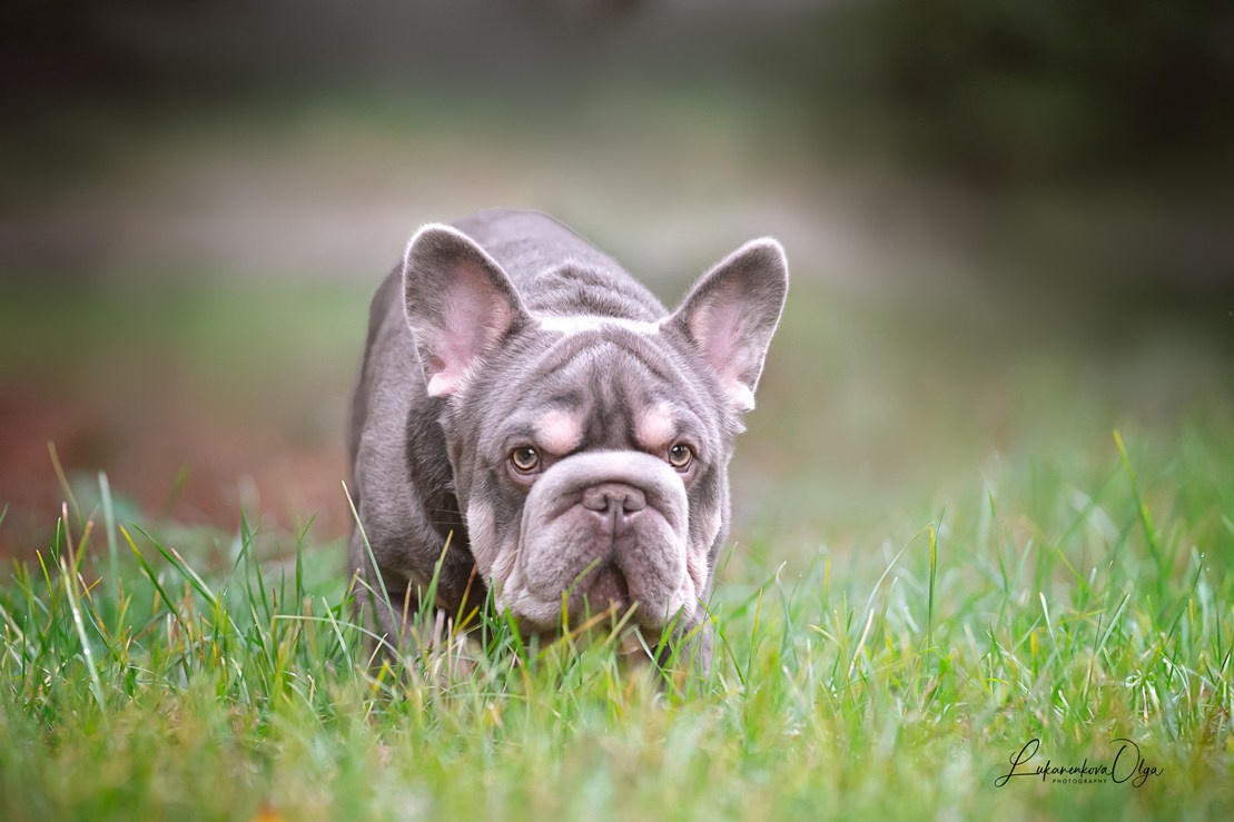 Бульдоги. Фотограф анималист Ольга Луканенкова в Москве