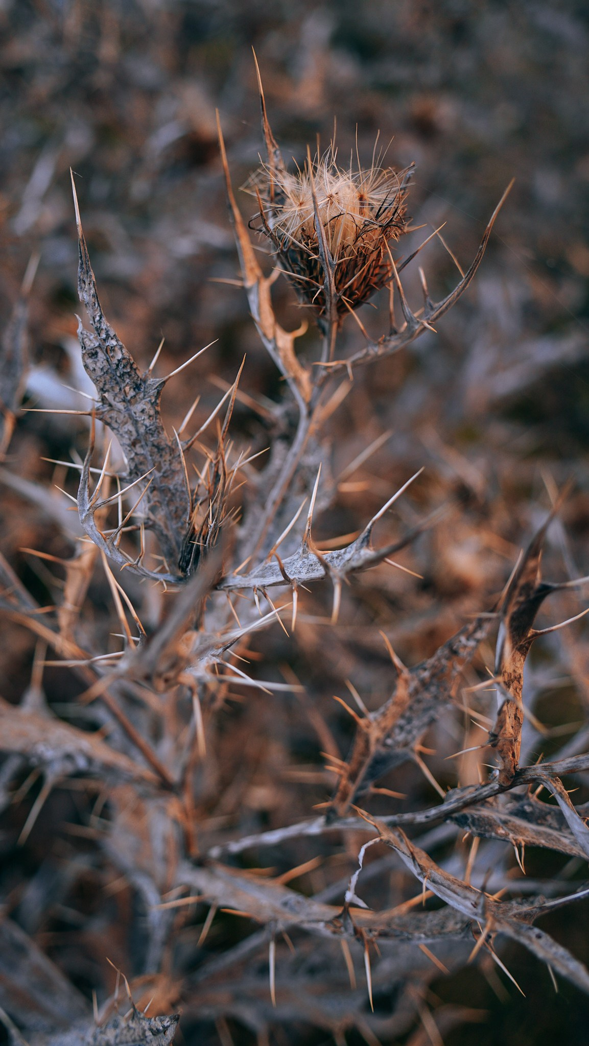 Дагестан 2023. Человек с фотокамерой