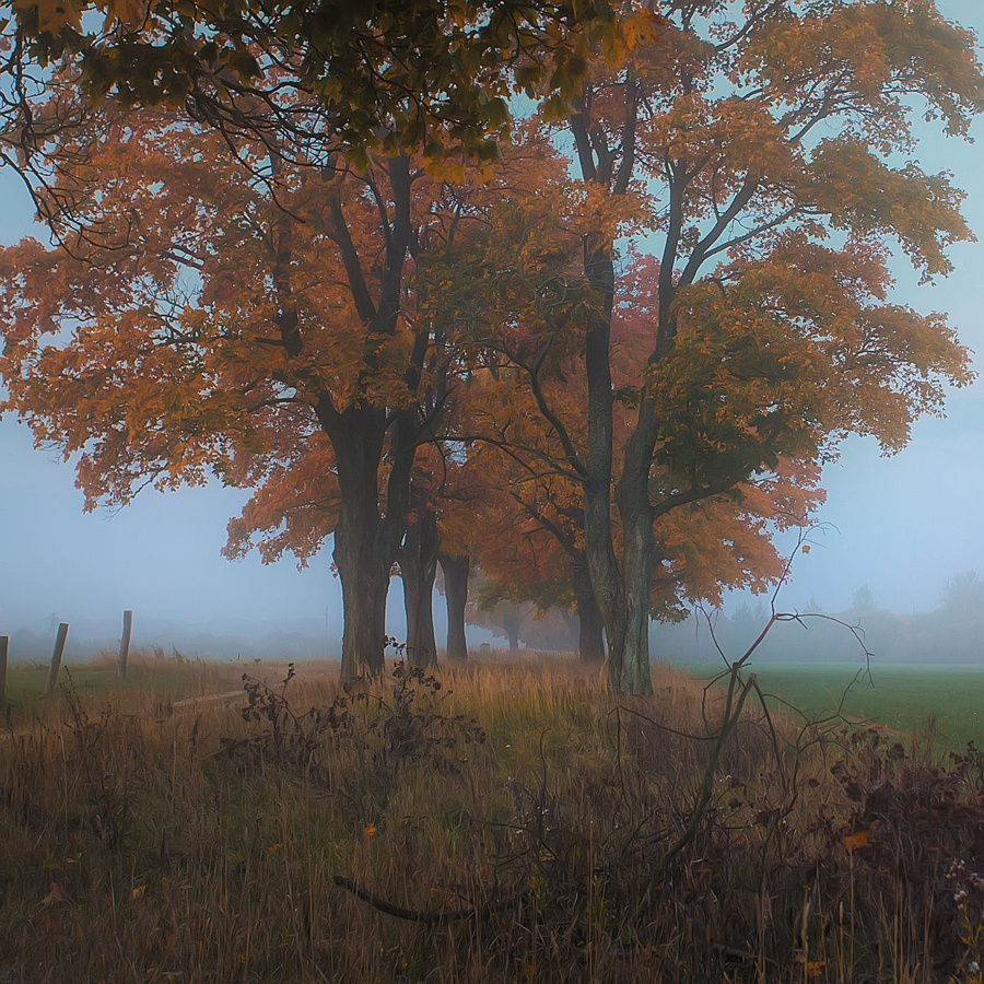 Пейзаж, животные, архитектура. Фотограф Минск Юлия Войнич