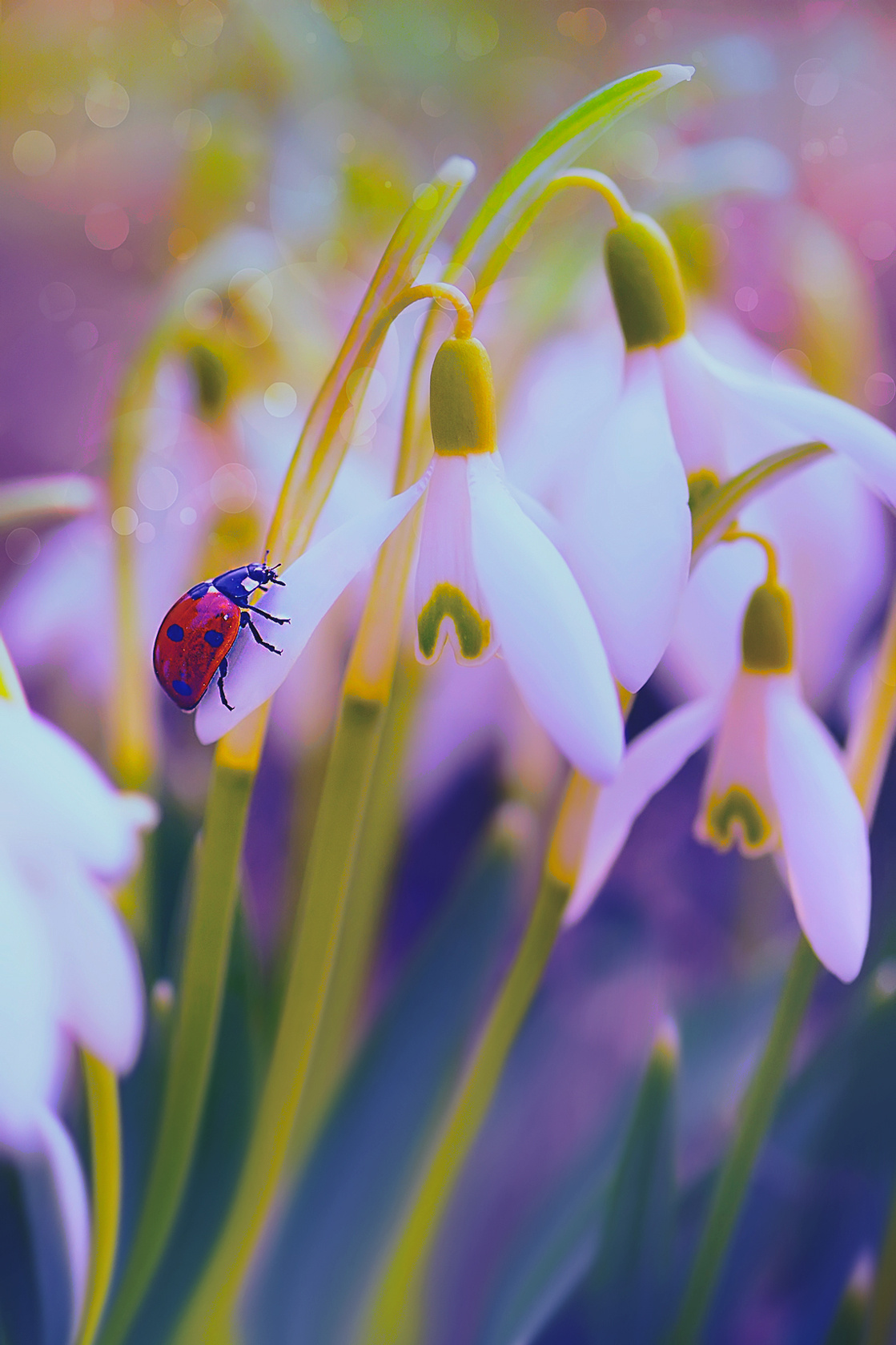 Макросъемка. Фотограф Минск Юлия Войнич