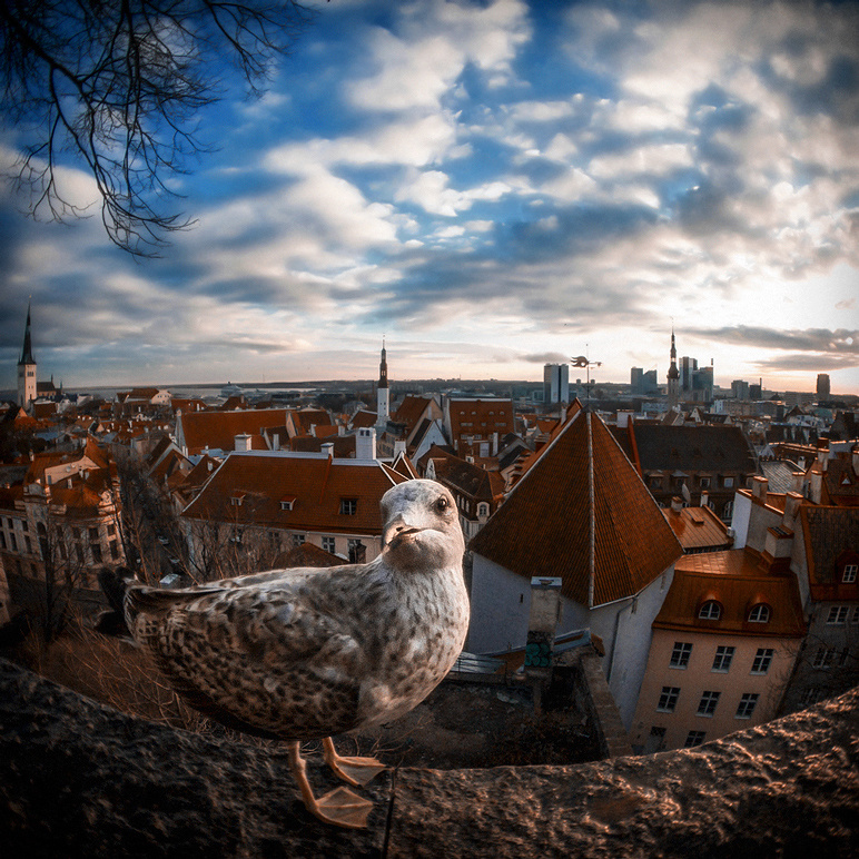 Пейзаж, животные, архитектура. Фотограф Минск Юлия Войнич