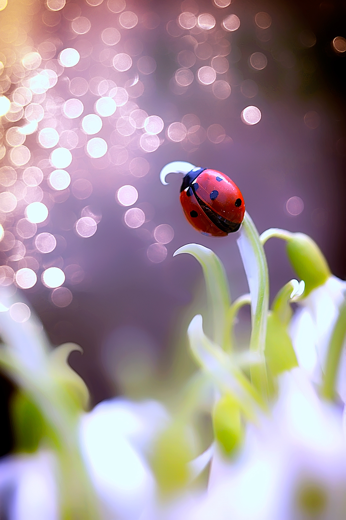 Макросъемка. Фотограф Минск Юлия Войнич