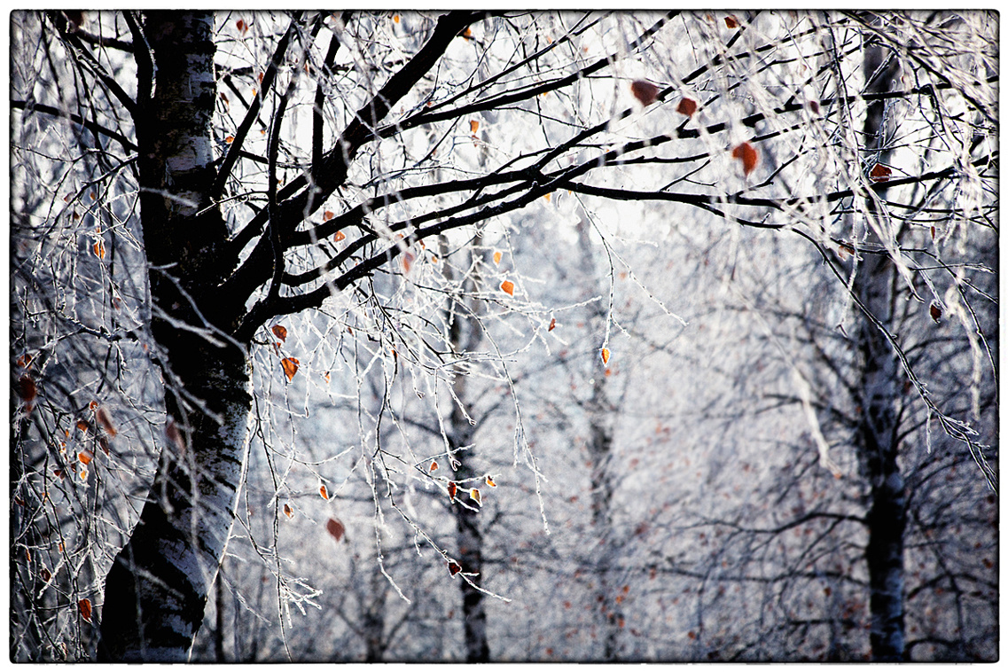 Пейзаж, животные, архитектура. Фотограф Минск Юлия Войнич