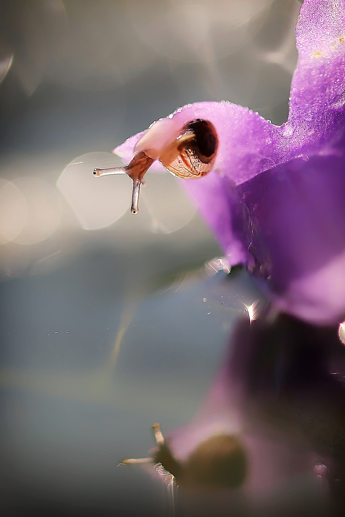 Макросъемка. Фотограф Минск Юлия Войнич