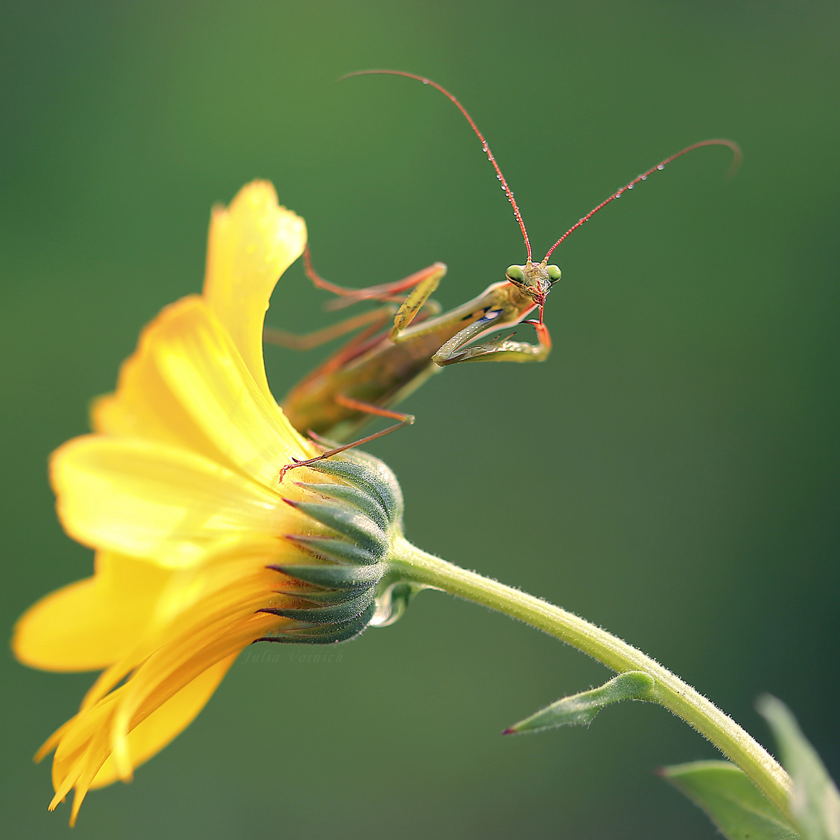Макросъемка. Фотограф Минск Юлия Войнич