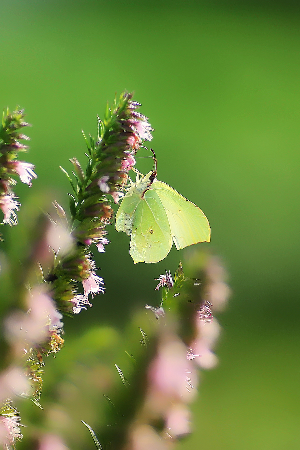 Макросъемка. Фотограф Минск Юлия Войнич