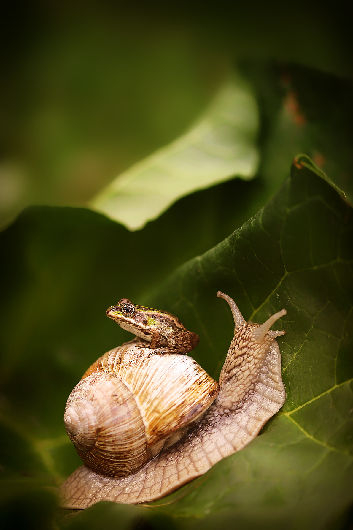 Макросъемка. Фотограф Минск Юлия Войнич