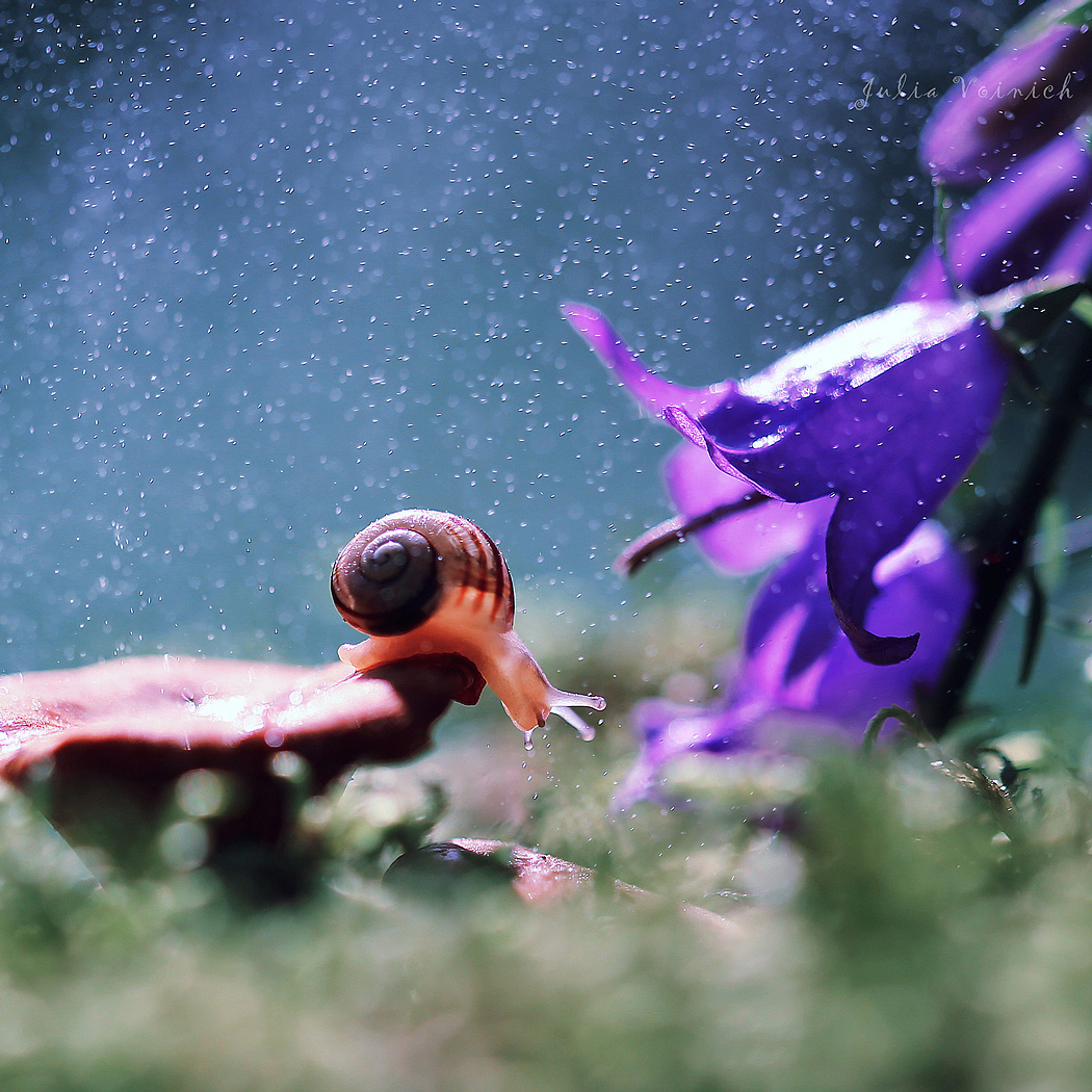 Макросъемка. Фотограф Минск Юлия Войнич