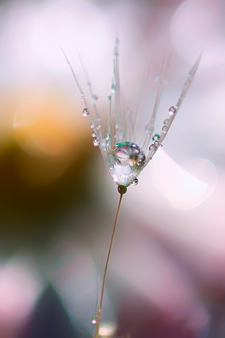 Макросъемка. Фотограф Минск Юлия Войнич