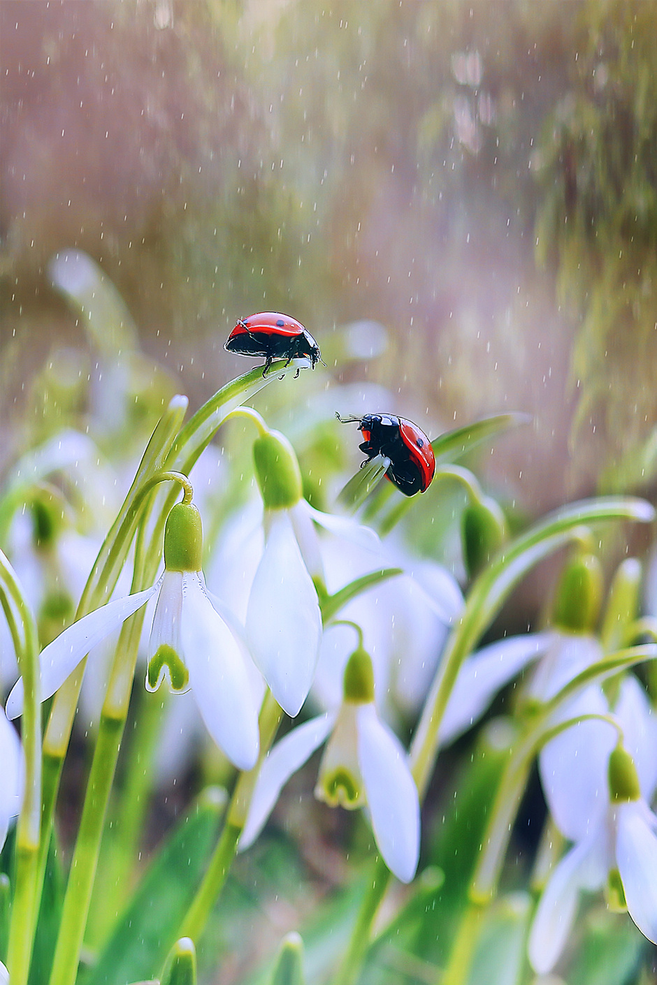 Макросъемка. Фотограф Минск Юлия Войнич
