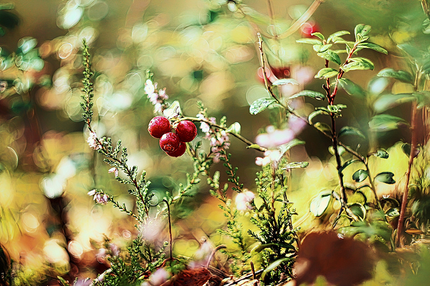 Макросъемка. Фотограф Минск Юлия Войнич