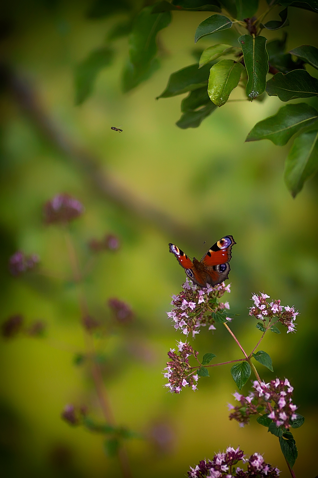 Макросъемка. Фотограф Минск Юлия Войнич