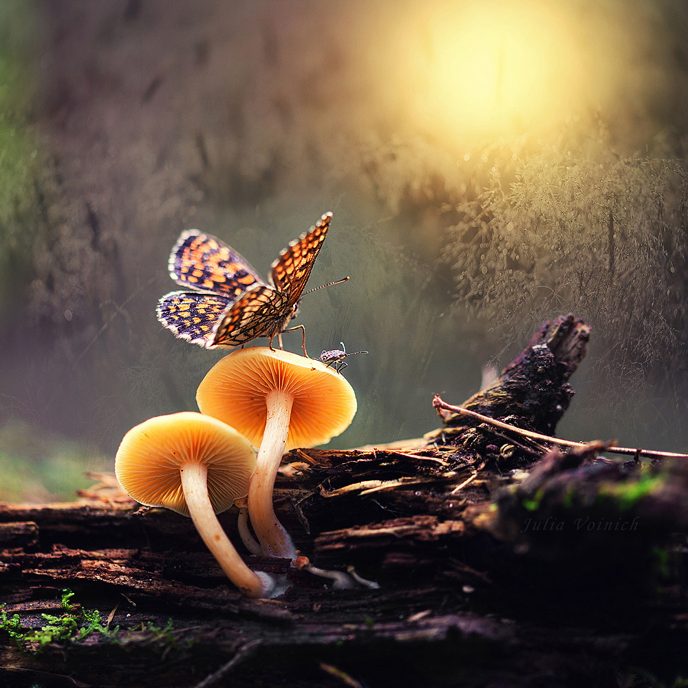 Макросъемка. Фотограф Минск Юлия Войнич