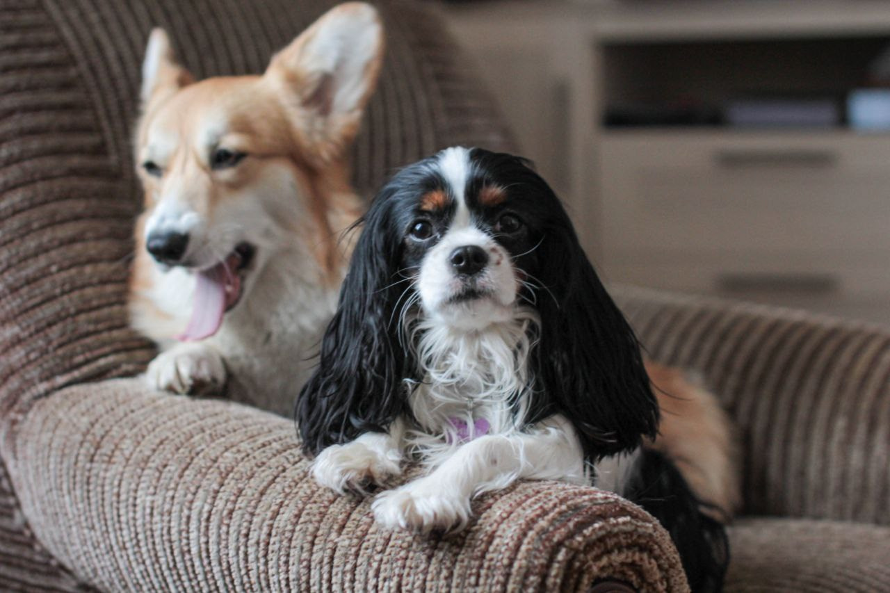 Животные. Детский и семейный фотограф в Санкт-Петербуре