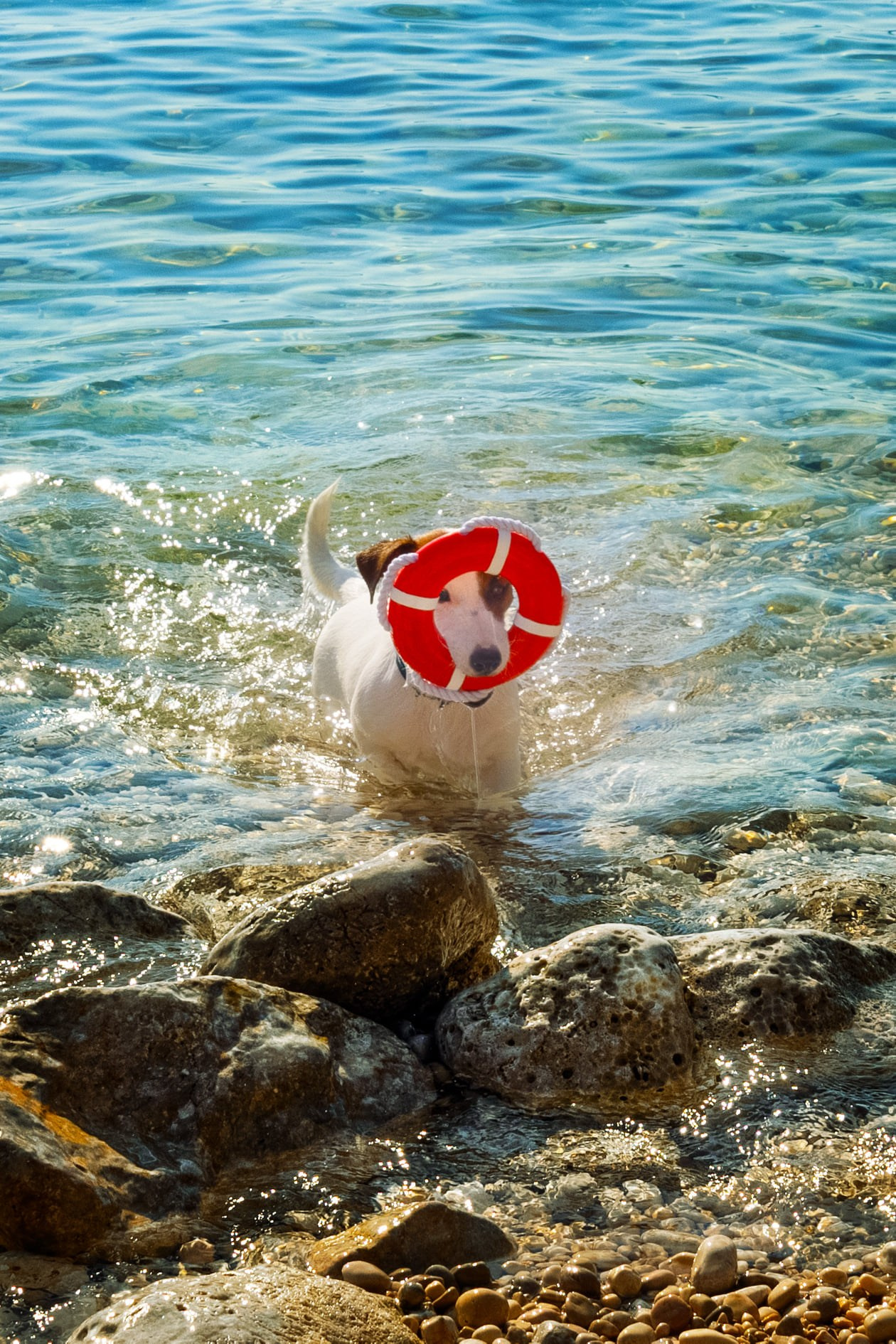 CANE MAESTRO MARSHMALLOW. CANE MAESTRO — kennel Jack Russell Terrier