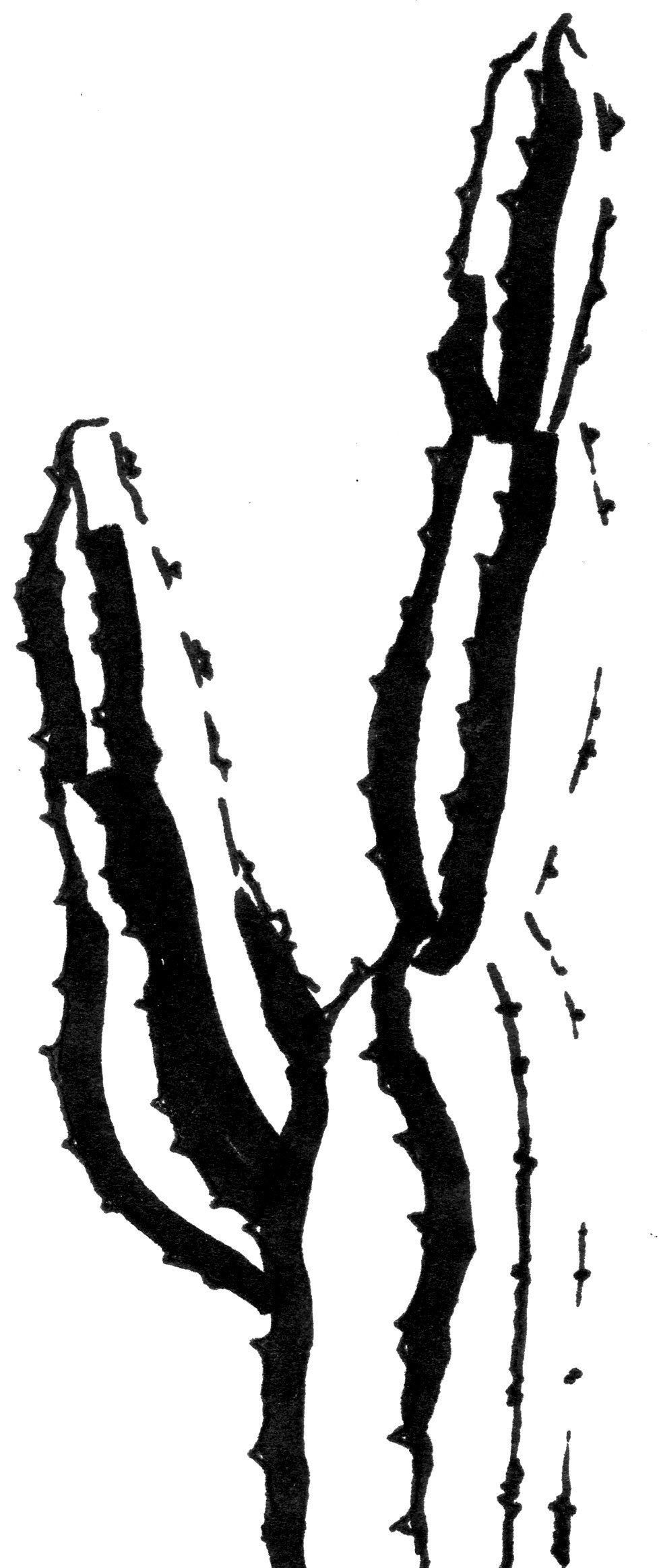 Растительные иллюстрации