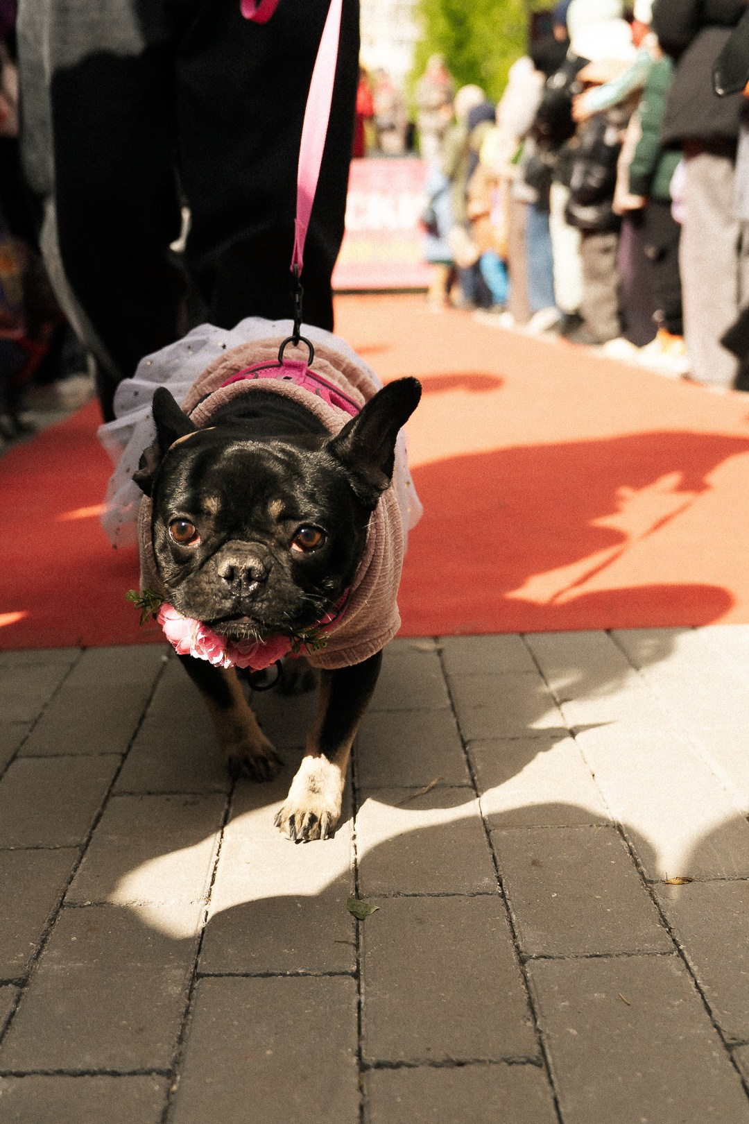 Парад Бульдогов. Axenov_eugene