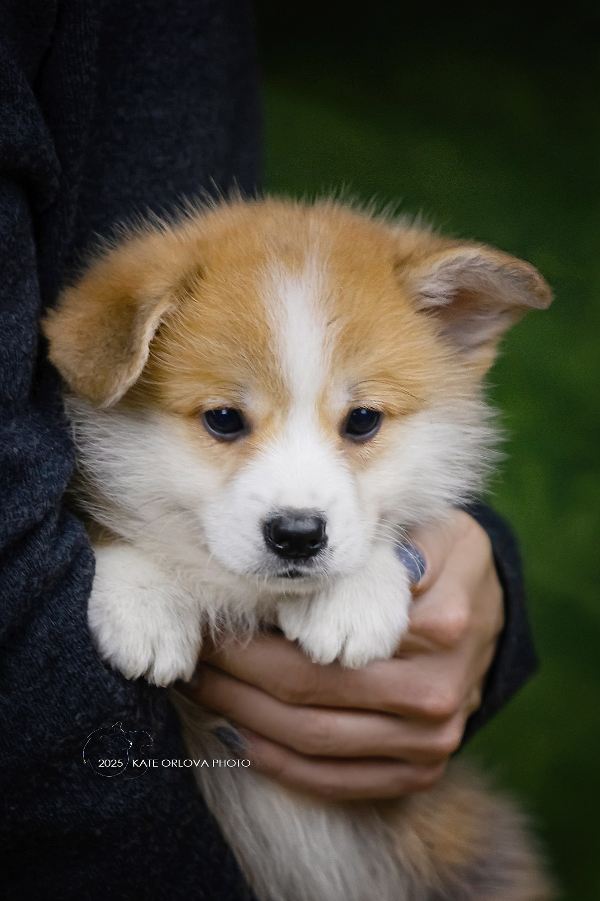 А — Кола и Цесей. Kawaii Kuma питомник собак пород Корги пемброк, Акита ину, Сиба