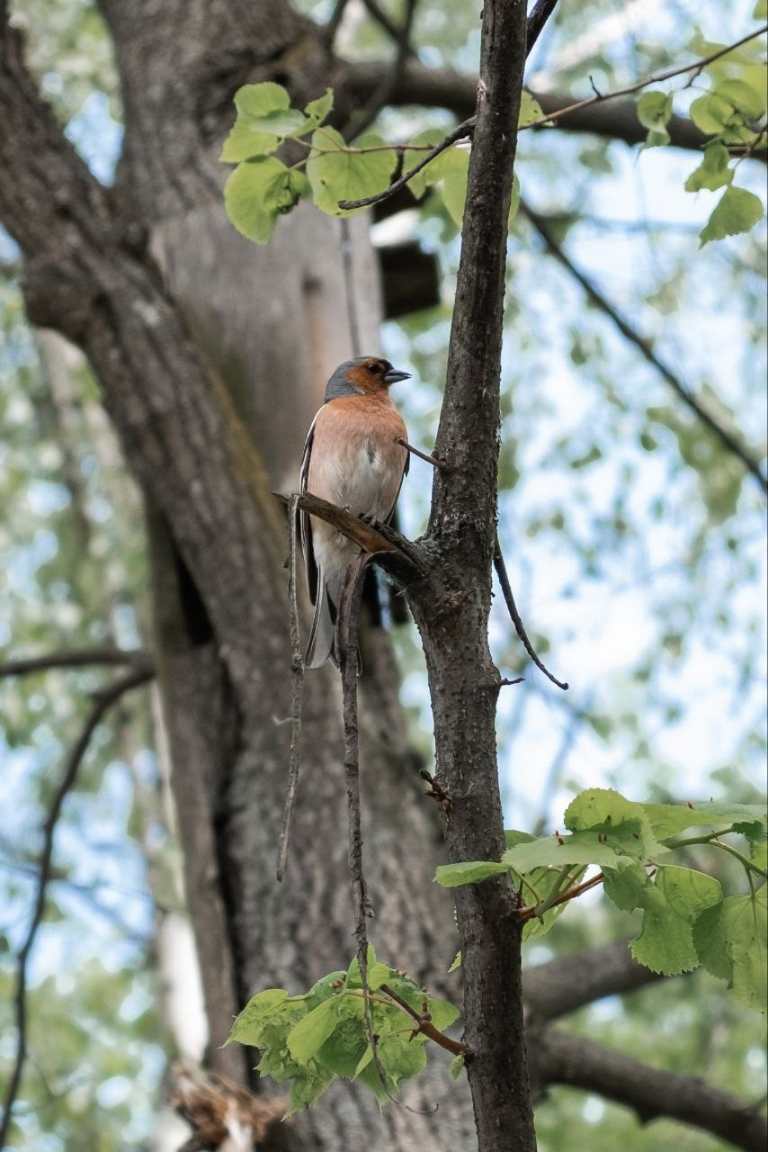 Мезенские сны. OBOLONKOVA MODEL PHOTO — Фотошкола I Модельная школа I Электросталь