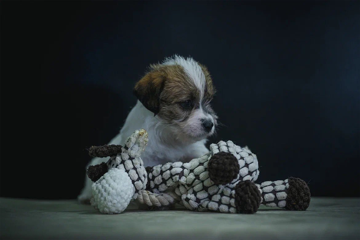 Сука 4. Lovely-Orange питомник джек рассел терьеров