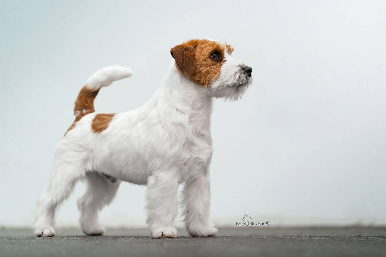 Lovely-Orange Barlow. Lovely-Orange питомник джек рассел терьеров