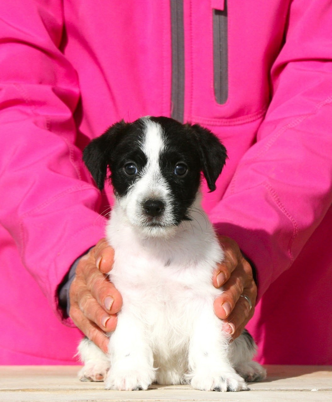 Сука 2. Lovely-Orange питомник джек рассел терьеров