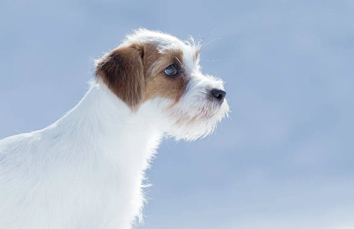 Сука 2. Lovely-Orange питомник джек рассел терьеров