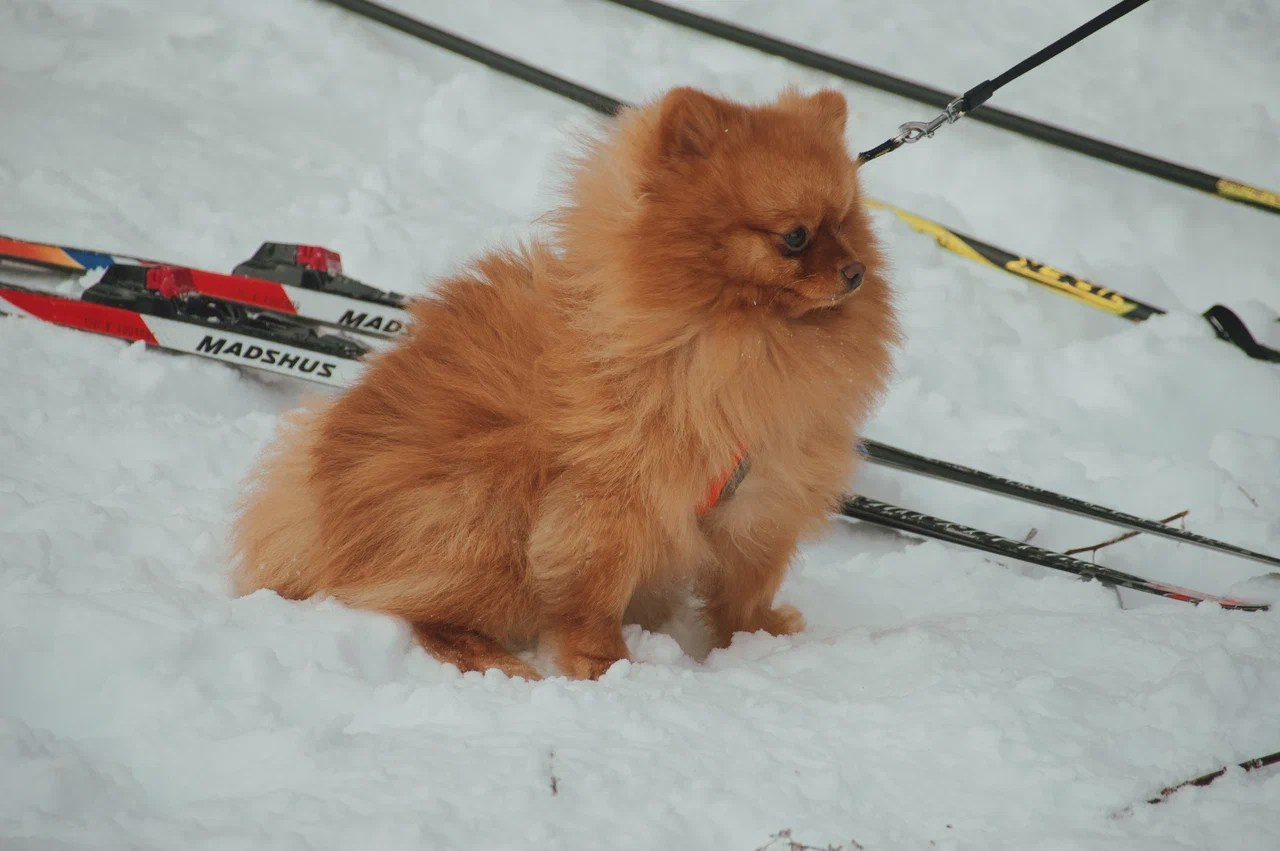 Лыжные соревнования, Вязьма. Индивидуальный фотограф в Москве