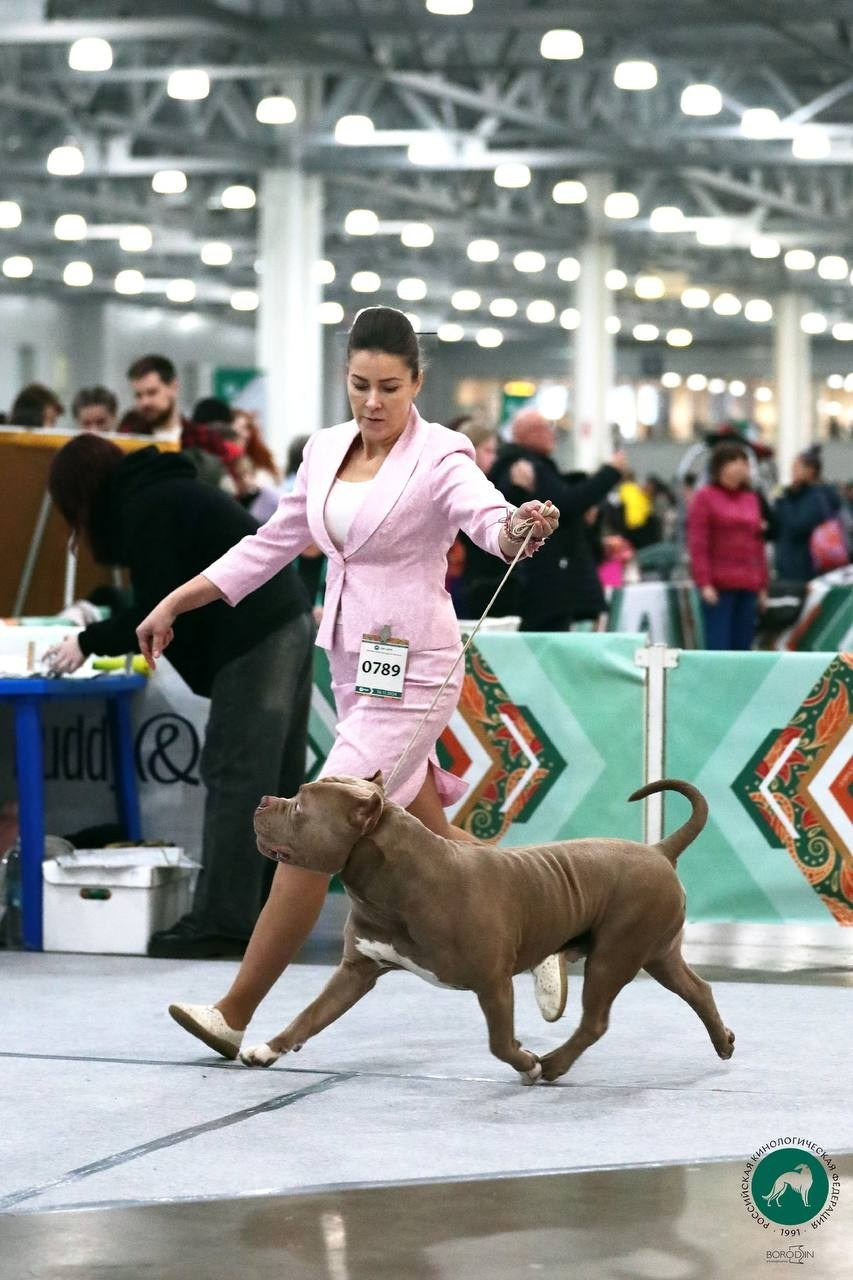 Участие в выставках. Американские булли XL в г. Калининград. Питомник Great Bully UNIVERSE