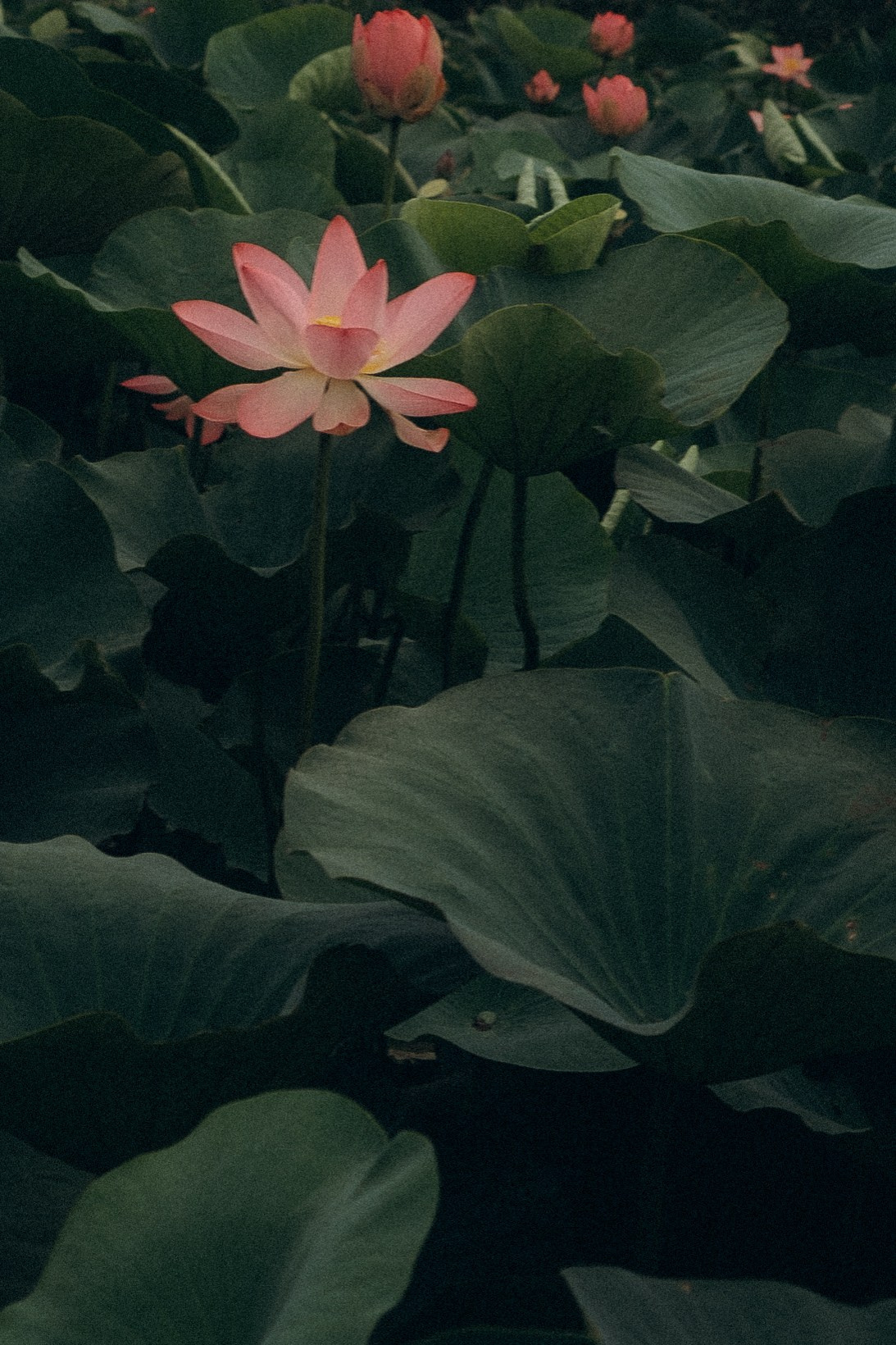 ЛОТОСОВАЯ ПОЛЯНА. Профессиональный фотограф, Санкт-Петербург — Виктория Богомолова