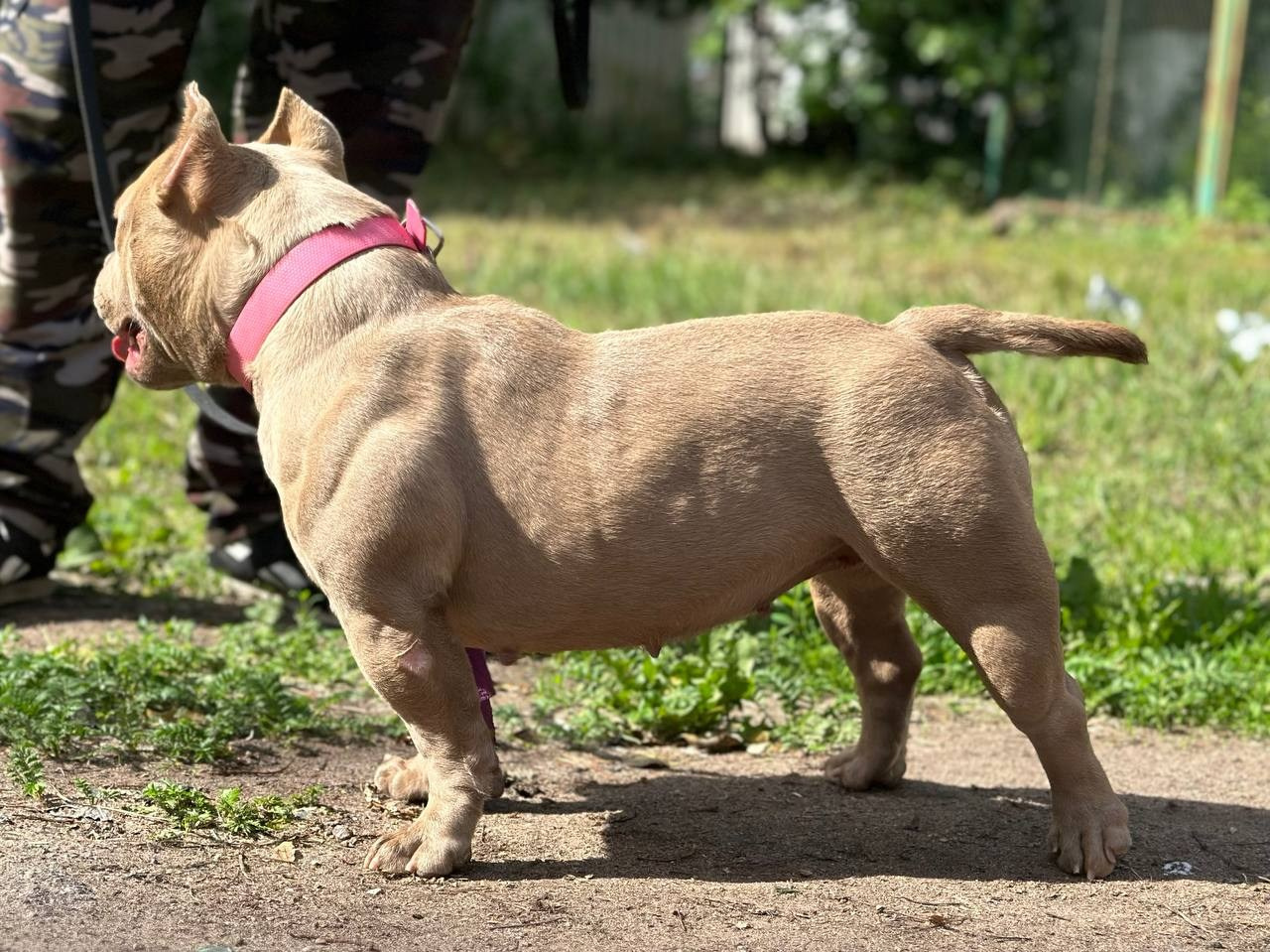 Minie Mouse. Питомник американских булли Bounty Pride Bully